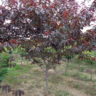 �������� ���|���~�����~������ľ ���~����С��r��