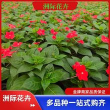 �����P�ɱ���   �����P������ �P��Ѩ�P��   С�^�@�ֹ��̾G��