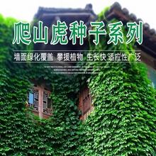 爬山虎种子常青藤种子爬墙虎种籽五叶地锦草籽四季常青爬山虎种籽