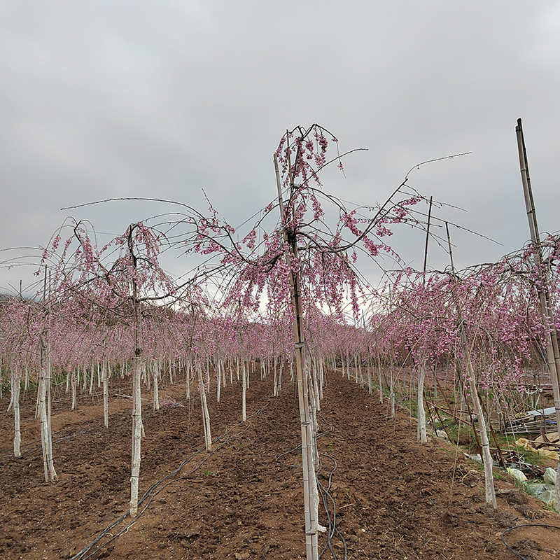 微信图片_20230818145758 副本.jpg