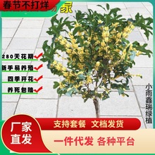 һl𻨘ļͥԺֲ҃ﻨܿʳ