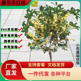 һl𻨘ļͥԺֲ҃ﻨܿʳ