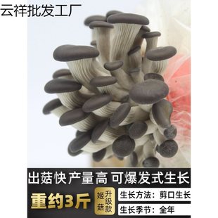Cultivated Mushroom Seedlings for All Seasons, Xiu Zhen Mushroom Self-Cultivation Potted Indoor Mushroom Strains, Mother Strains, Original Strains