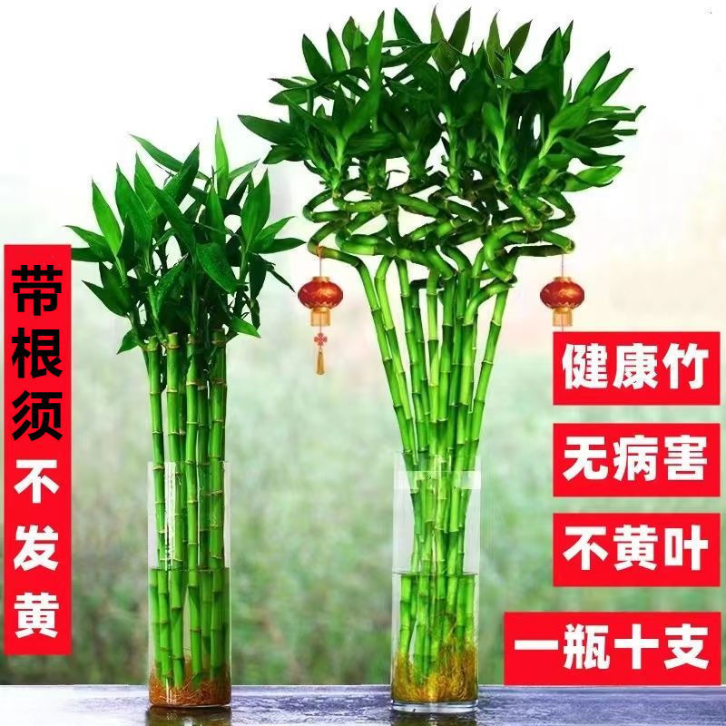 带根转运竹水培富贵竹植物开运竹水养客厅弯竹子盆栽招财室内-阿里巴巴