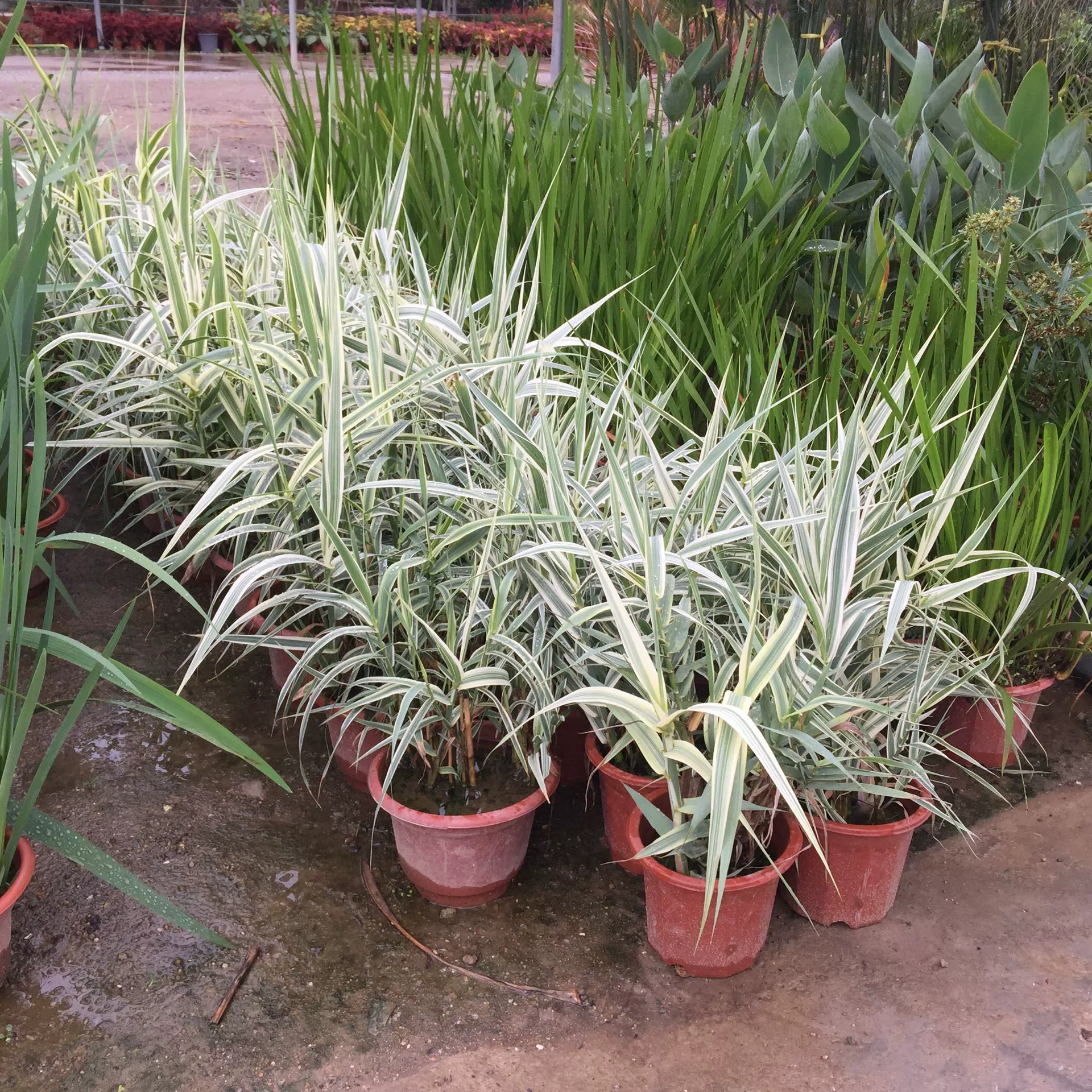 Цветок и лист тростниковый бамбуковые водные растения мелкий пруд вода тростник проект очистки воды водоочистки цветные листья пятнистый лист зеленое растение