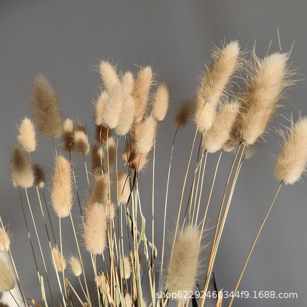 Wholesale Yunnan Eternal Life Flower Primary Color Rabbit Tail Diyi…