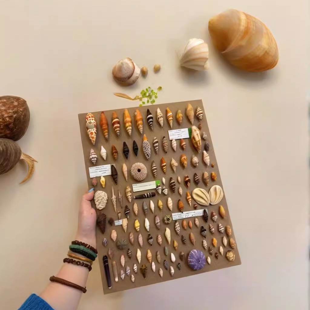 仿海螺贝壳画标本相框画装饰画家居高级感治愈系创意礼物艺术挂画