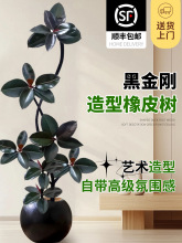 造型黑金刚橡皮树客厅大盆栽室内大型绿植四季好养办公室大叶植物