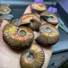 跨境热销马达加斯加天然菊石螺斑彩螺海螺古海洋生物矿标化石摆件