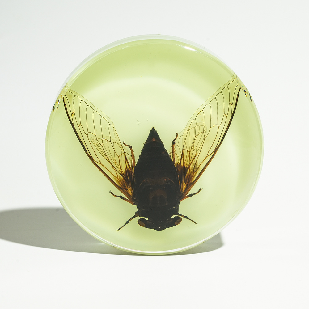 Luminous in the dark】Black grasshopper with spread wings