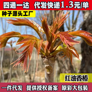 㴻Nѿ˼tt㴻㴻ļt㴻N