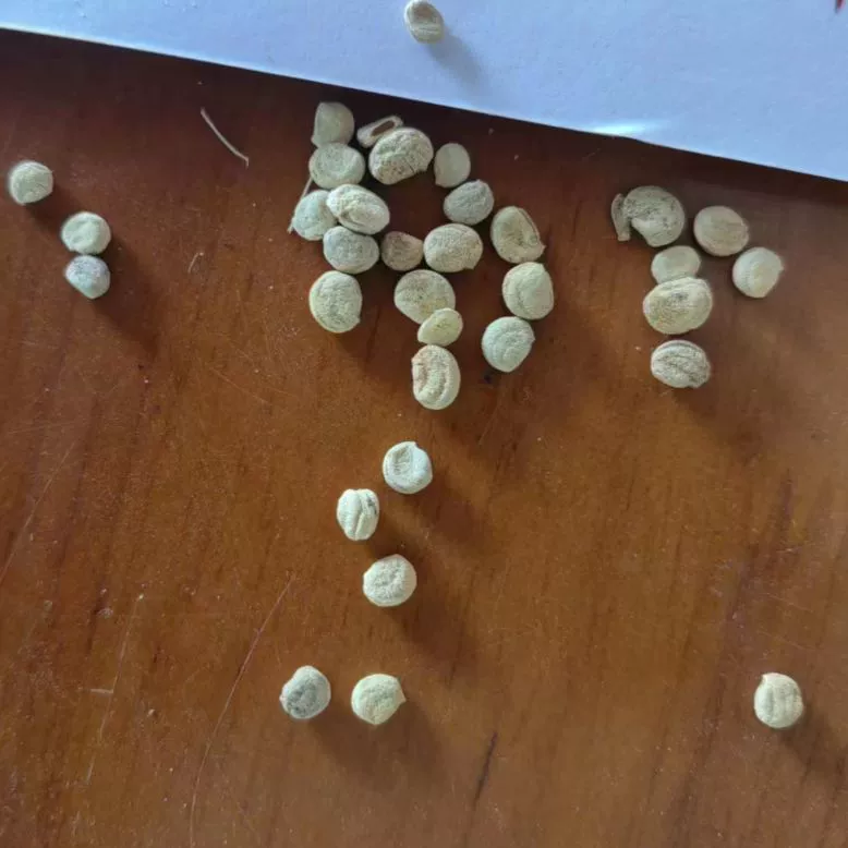 Оптовые Семена женьшеня Чанбай Гора Дикий Женьшень Семена Американский женьшеня Четыре сезона Балкон в горшке Легко выжить Семена