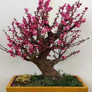 紅梅盆栽圖片- 海量高清紅梅盆栽圖片大全- 阿里巴巴