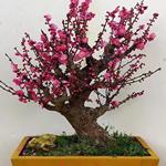 红梅老桩盆栽梅花盆景原生骨里红朱砂梅腊梅室内阳台庭院耐寒植物