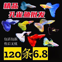 斑马鱼天使鱼观赏鱼凤尾鱼苗淡水宠物鱼好鱼纯种鱼孔雀鱼