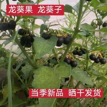 ����Ʒ����������ș����Ʒ������������������Ұ����������