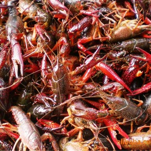 ���l��ˮС���r�� �r�N����w�Bֳ�r��N�r��N�r��ֳ �߳ɻ���