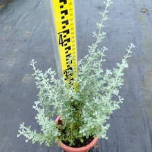 ���ع����G���������y�~�}���y��ɫ�͕�ֲ���̨ͥԺ�^�~�Gֲ��ľ