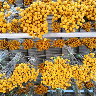Natural Golden Ball Real Flower Dragon Boat Festival Artemia Blossom Dried Flower Decoration Ins Style Decoration Floral Flower Artifacts