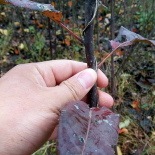 Red Pear Saplings Wholesale, Early Crisp Red Pears, High Yield, Good Taste, Good Color, Henan Red Pear Seedling Base Supply