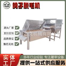 厂家定制乳鸽屠宰生产线鸽子屠宰流水线设备小型全自动鸽子脱毛机