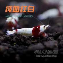 纯血红白水晶虾淡水红色斑马条纹观赏小虾生态缸工具虾冬夏可发货
