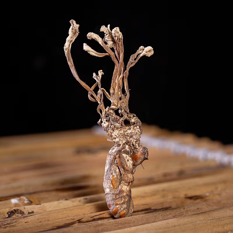 Jin Chan Hua (Cordyceps cicadae) — Dried Food-Herb Fungus for Decoction & Soup specifications