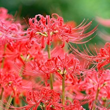 虹越彼岸花种球曼珠沙华花种红花石蒜室内室外植物龙爪花盆栽花卉