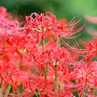 ��Խ�˰����N������ɳ�A���N�t��ʯ���҃�����ֲ����צ�����Ի���