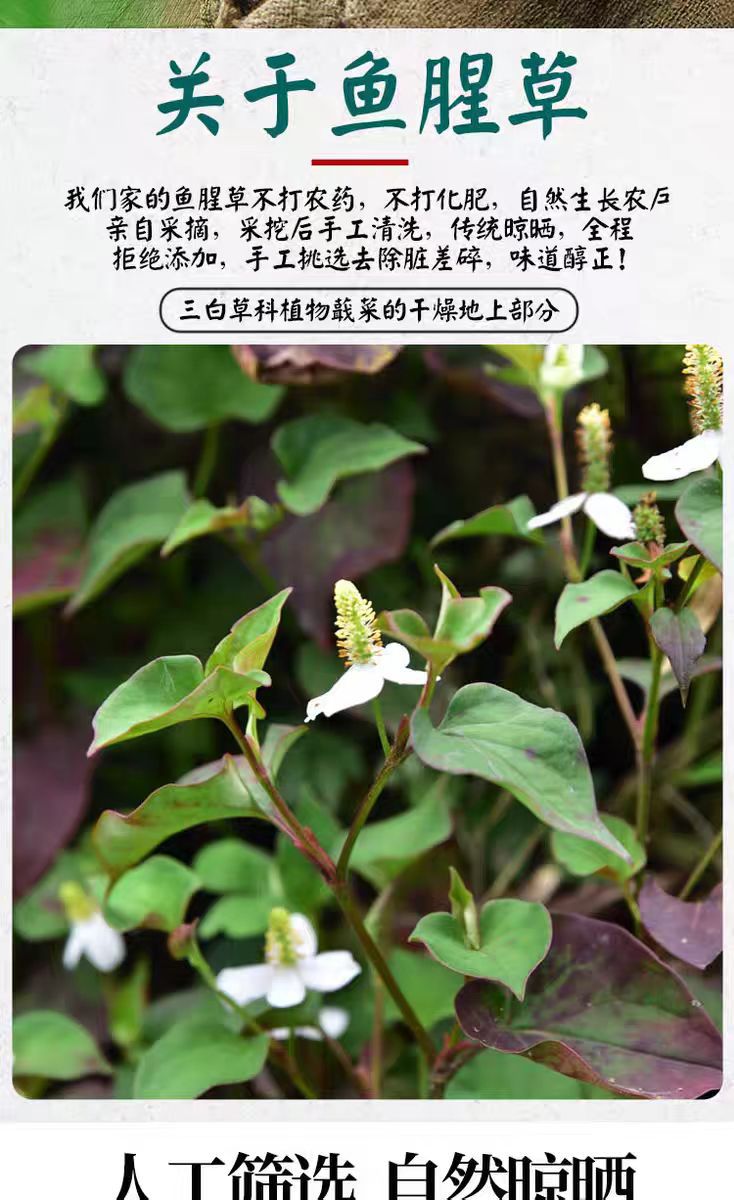 Wild Houttuynia Cordata (Yu Xing Cao) — Dried Food Herb for Soup & Tea, 500g overview