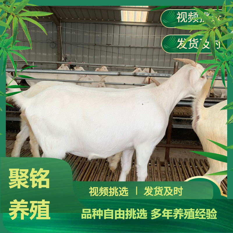 农户养殖多胎高产白山羊 种羊苗价格 养羊效益分析活体山羊