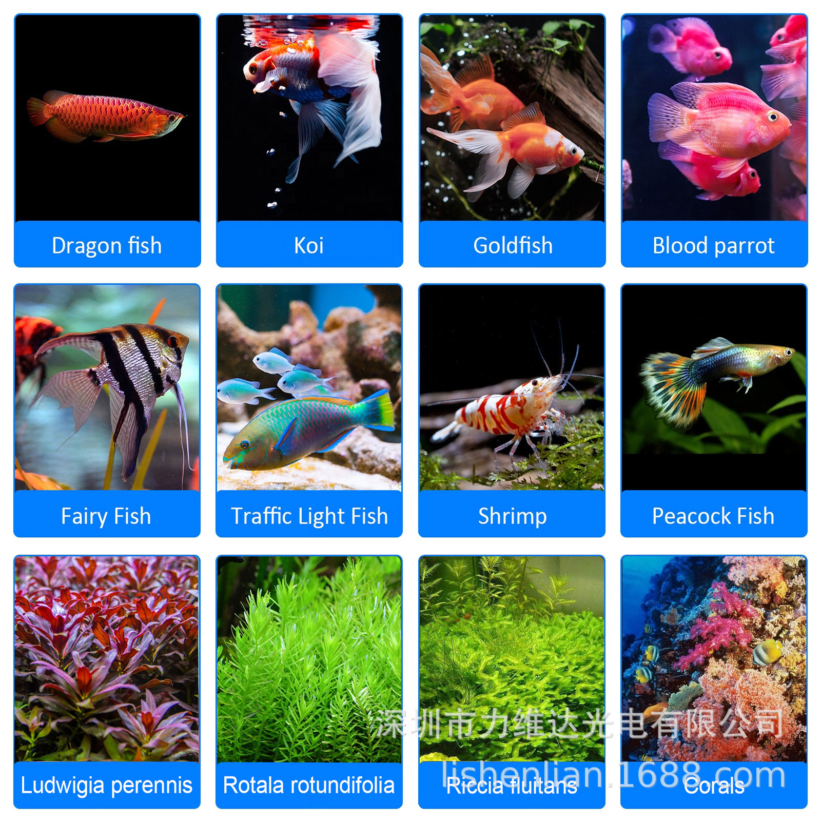 ά60Wɺˮݵȫ׶ʱ֧LEDˮˮֲ