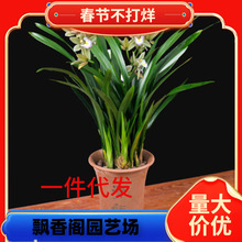 一件代发兰花苗盆栽建兰浓香四季青君花墨兰大花蕙兰室内绿植花卉