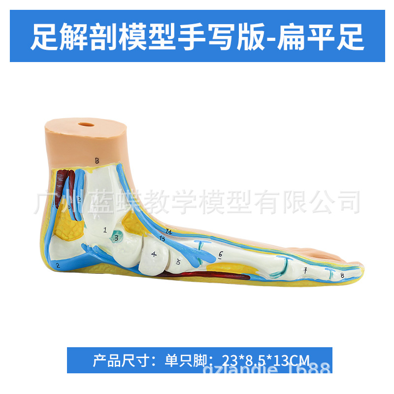 ��ѧ�����������ƽ�㹭����߹��� �㹭�㲿����������ʽ�ģ��