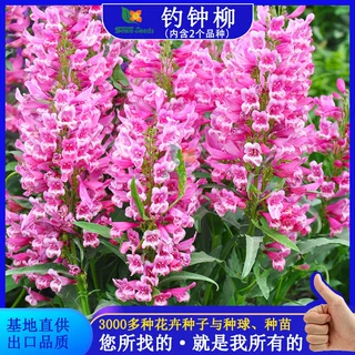 钓钟柳种子批发阳台盆栽庭院绿化观赏植物花籽切花象牙红花卉种子