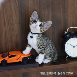 ���N���B���ľ�ë؈��؈���w�����_Ę��ë��ͫС؈�������؈��؈