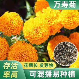 万寿菊四川批发虞美人阳台太阳花石竹观赏向日葵小包花种家用组合