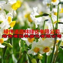 水仙洋水仙种球漳州花水土培盆栽室内冬季绿植四季花卉进口大种球