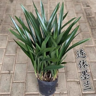 Orchid Seedlings, Black Orchids, Strong-Scented Orchids, Cold-Resistant and Drought-Resistant Florals, Indoor Offices, Easy to Grow Green Plants, Potted Plants