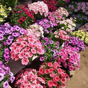 �M�ڴ�������ţ���N�Ӱ���ţ�N�������׷N�������N�ļ������ܷN��