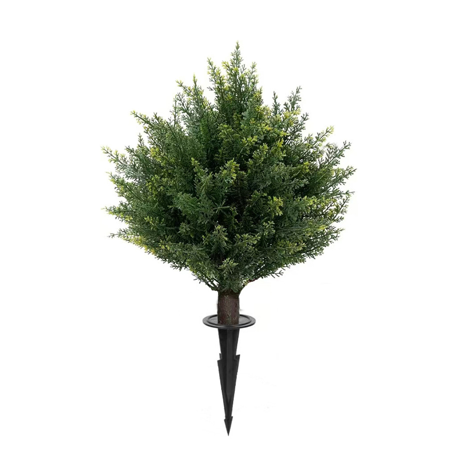 Cây bách 60cm - Chèn đất
