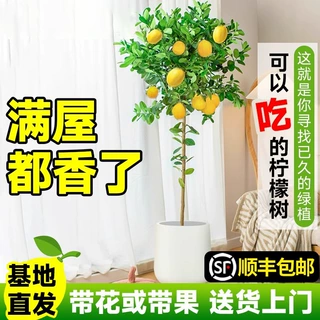 香水柠檬树苗盆栽带花果可食室内吸甲醛大型绿植清香阳台庭院植物