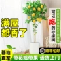 植物庭院大型盆栽甲醛