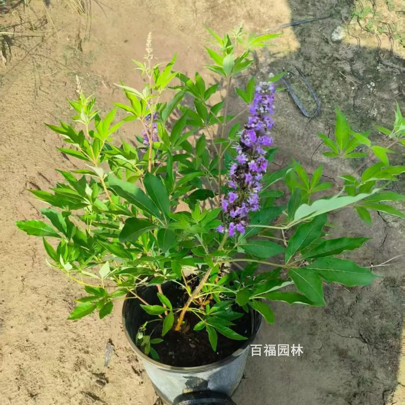 穗花牡荆 (2).jpg