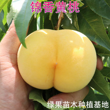 �����S�� �\���S���� �S�Ҙ��� �޽����� ���@�Nֲ ���� ����