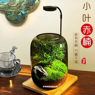 Moss Micro Landscape Office Green Plant Desktop Plant Ecological Bottle Landscaping Potted Tank Moss