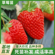 牛奶草莓四季草莓厂家批发草莓苗四季结果甜宝草莓苗圃种植