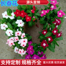长春花种子多年生花种籽驱蚊波斯菊紫茉莉太阳花日日春盆栽