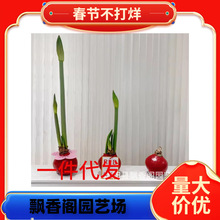 ��피t�tɫ���o ����ɏ �Ͼ����m �҃����� �辰����N�ӷN�����