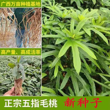 ���ڏV����ָë�ҷN����滢�׳ɻ���ָ�N���ϱ����ļ��Nֲ��ș��